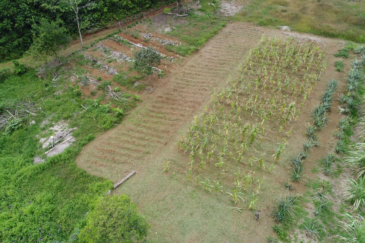 Hope Garden, Sarapiqui, We Connect You With The Sarapiqui Tropical Forest Exteriér fotografie