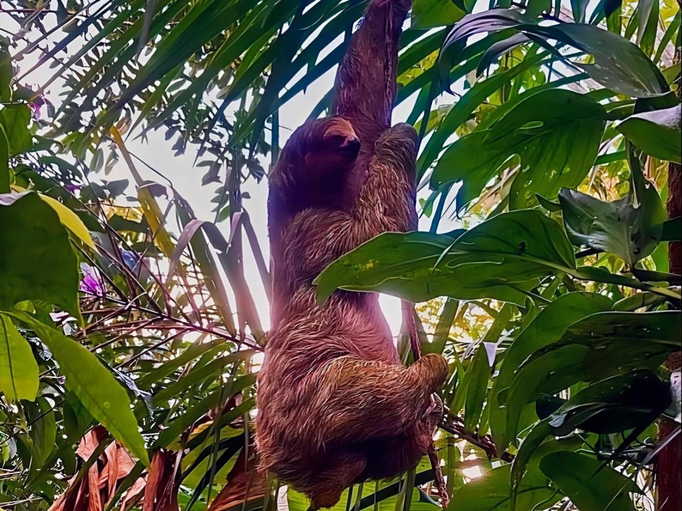 Hope Garden, Sarapiqui, We Connect You With The Sarapiqui Tropical Forest Exteriér fotografie