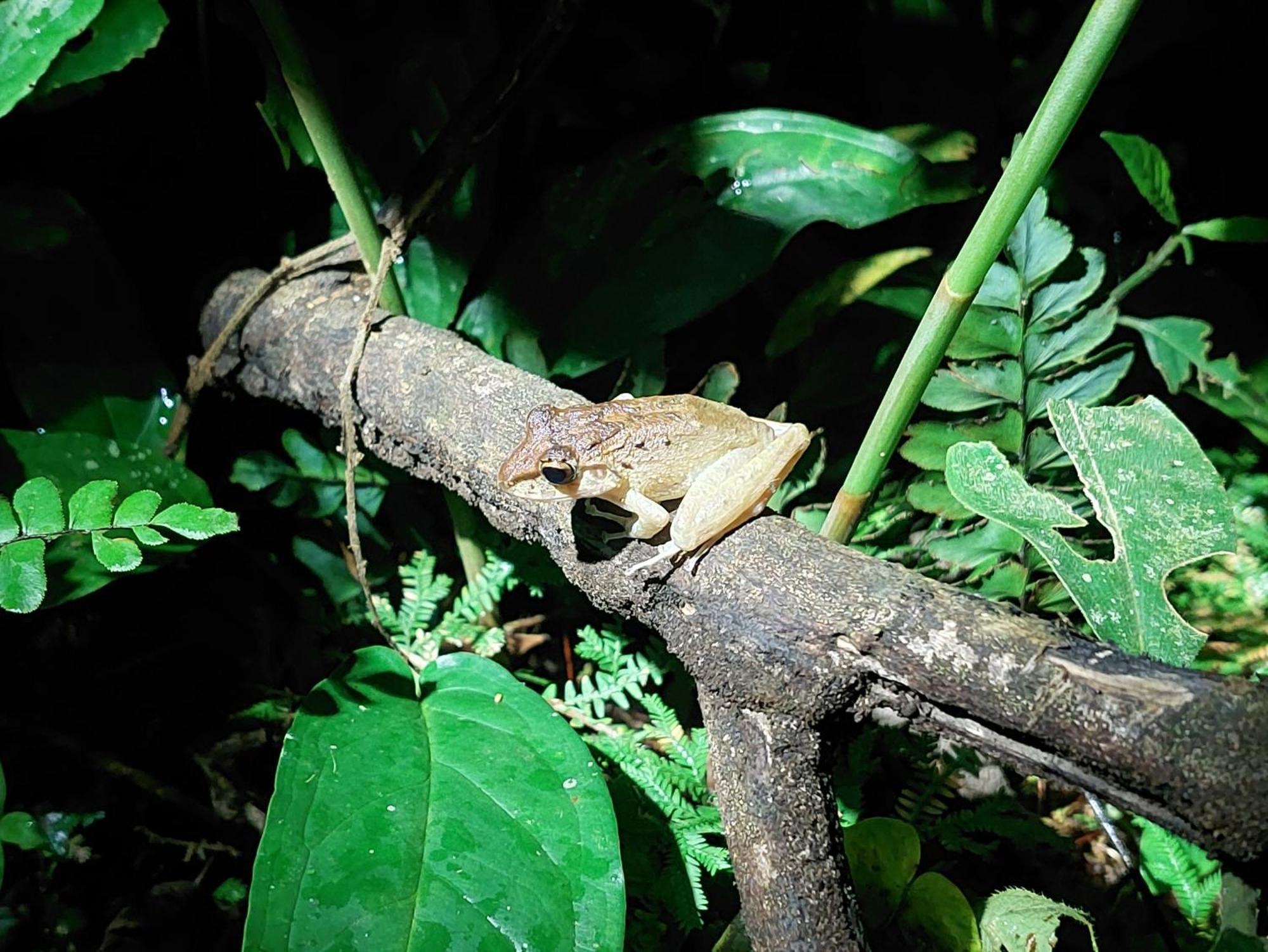 Hope Garden, Sarapiqui, We Connect You With The Sarapiqui Tropical Forest Exteriér fotografie