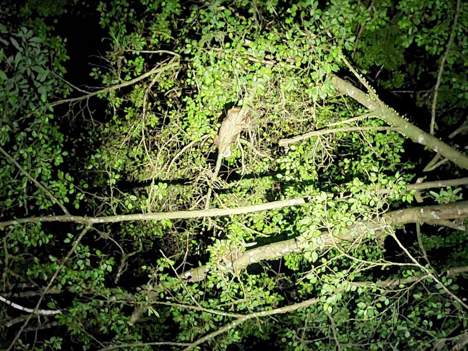 Hope Garden, Sarapiqui, We Connect You With The Sarapiqui Tropical Forest Exteriér fotografie