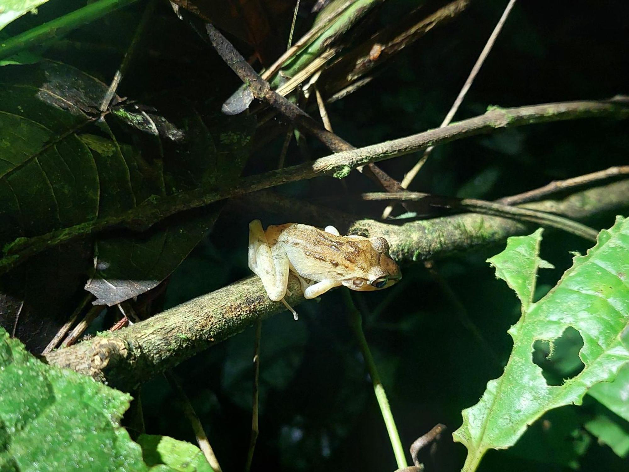 Hope Garden, Sarapiqui, We Connect You With The Sarapiqui Tropical Forest Exteriér fotografie