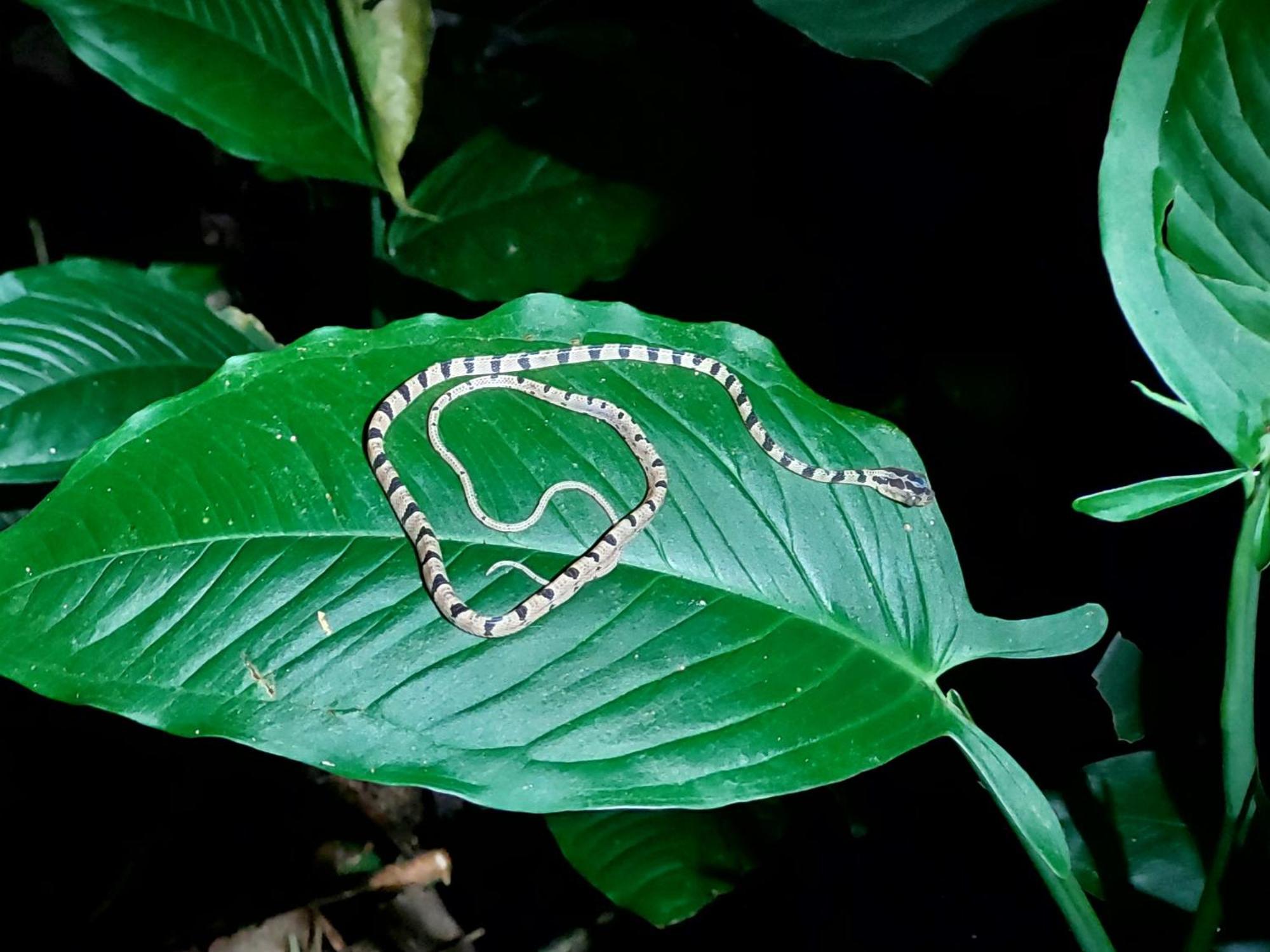 Hope Garden, Sarapiqui, We Connect You With The Sarapiqui Tropical Forest Exteriér fotografie