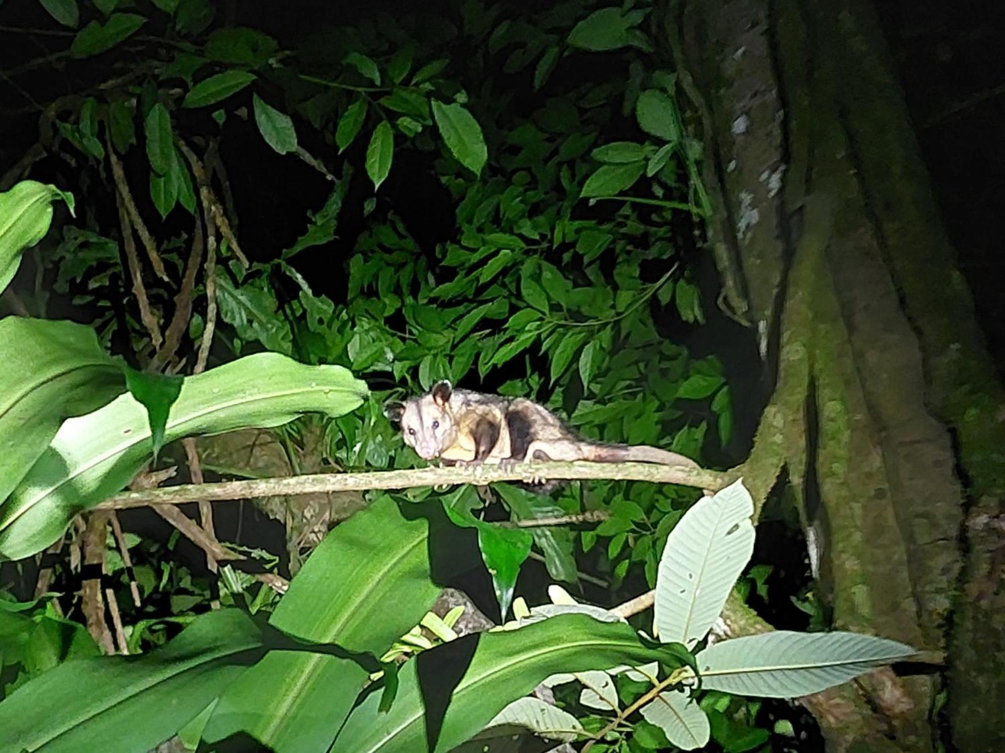 Hope Garden, Sarapiqui, We Connect You With The Sarapiqui Tropical Forest Exteriér fotografie
