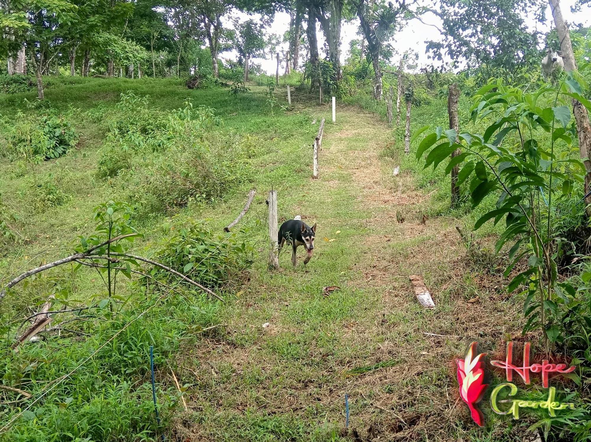 Hope Garden, Sarapiqui, We Connect You With The Sarapiqui Tropical Forest Exteriér fotografie